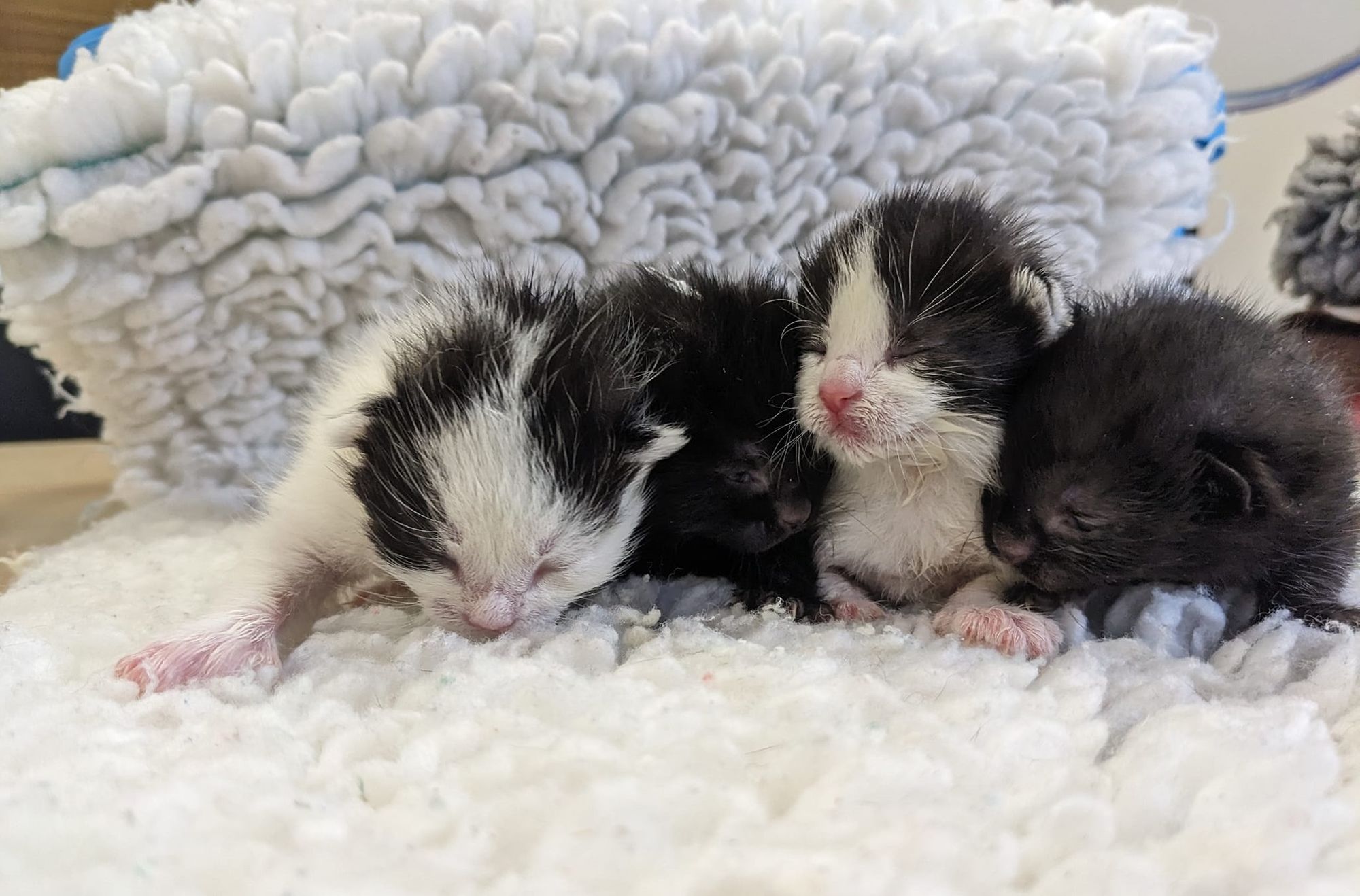 Animal sanctuary appeals for help as asthmatic ponies and tiny kittens lead to huge vet bills