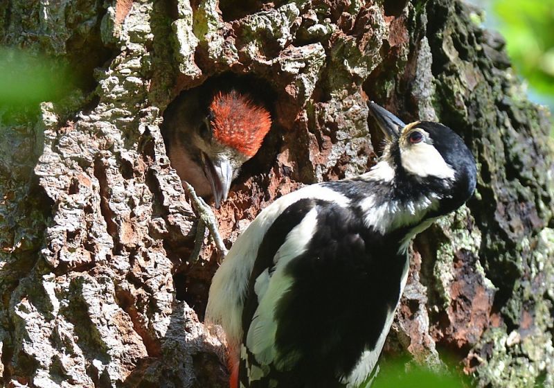 Wildlife: Research delves into why woodpeckers don't get concussions