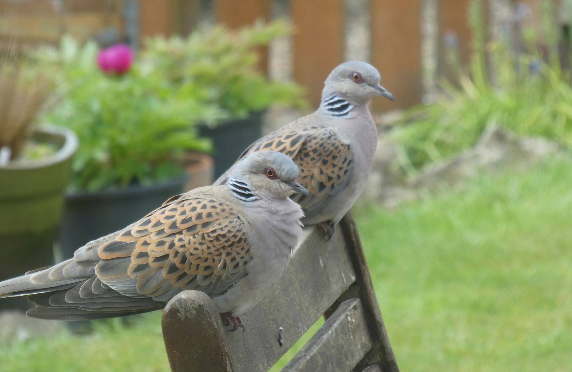 Lifeline for Essex Turtle Doves as hunting ban along migration route is declared