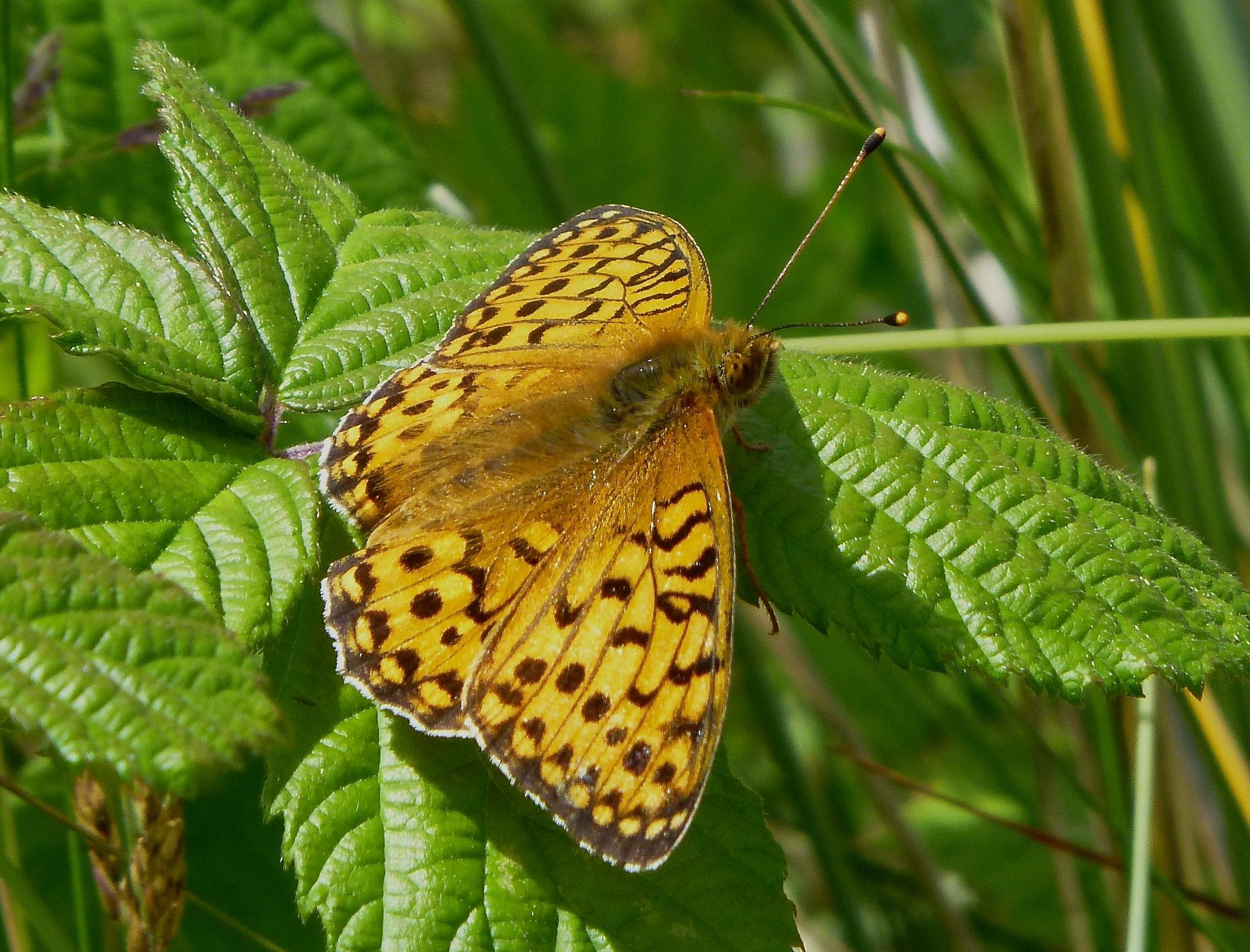 The Sefton Coast with John Dempsey: Explore sand dune slopes and flat coastal paths on habitat walks