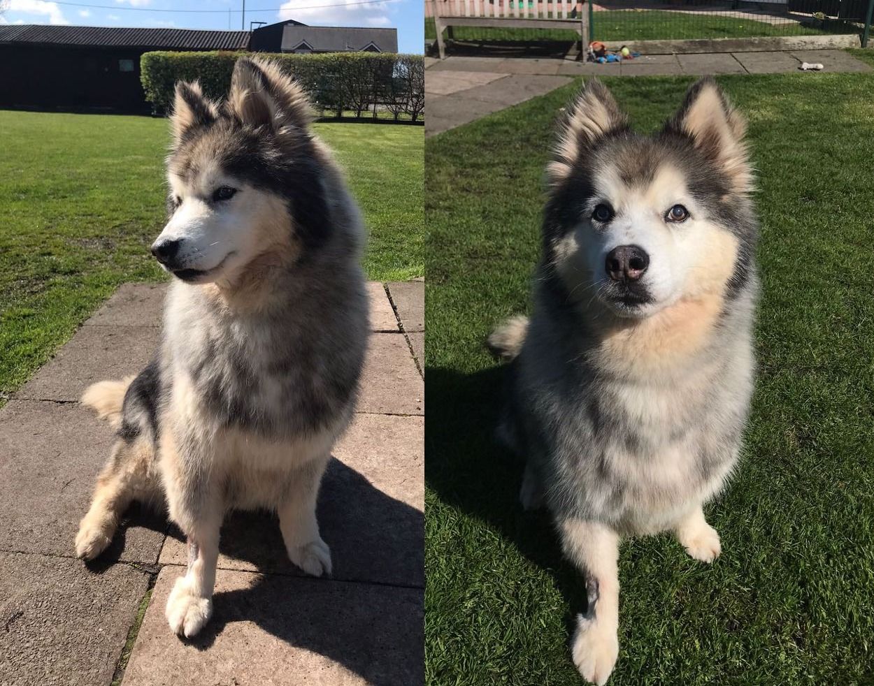 RSPCA Column: 10-year-old Husky searches for retirement home