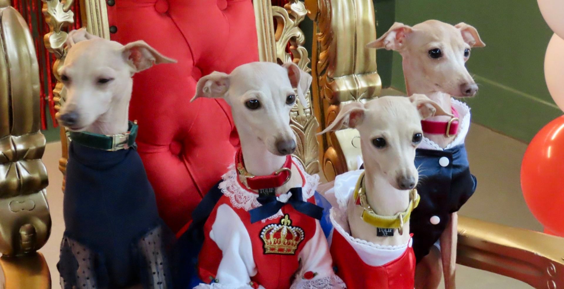 Stand Up for Southport column: Guests and their pets treated like royalty at Jollyes Coronation celebrations