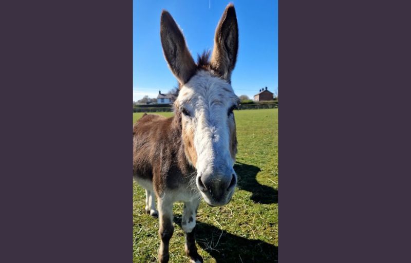 Lancashire animal sanctuary makes appeal for pets in need