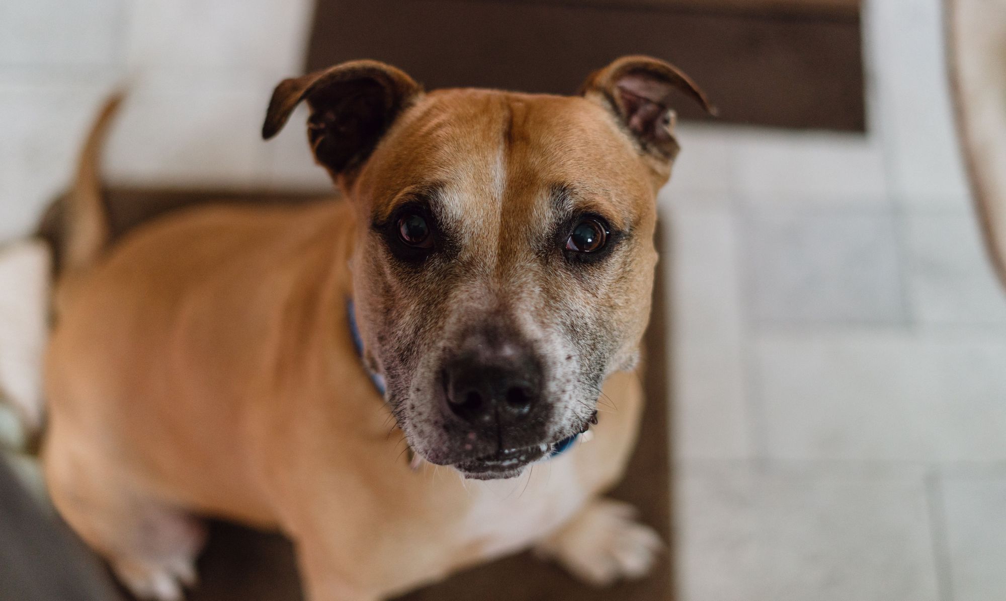 One of UK's loneliest dogs is 'sweet and lovable' but still needs a home after almost 500 days