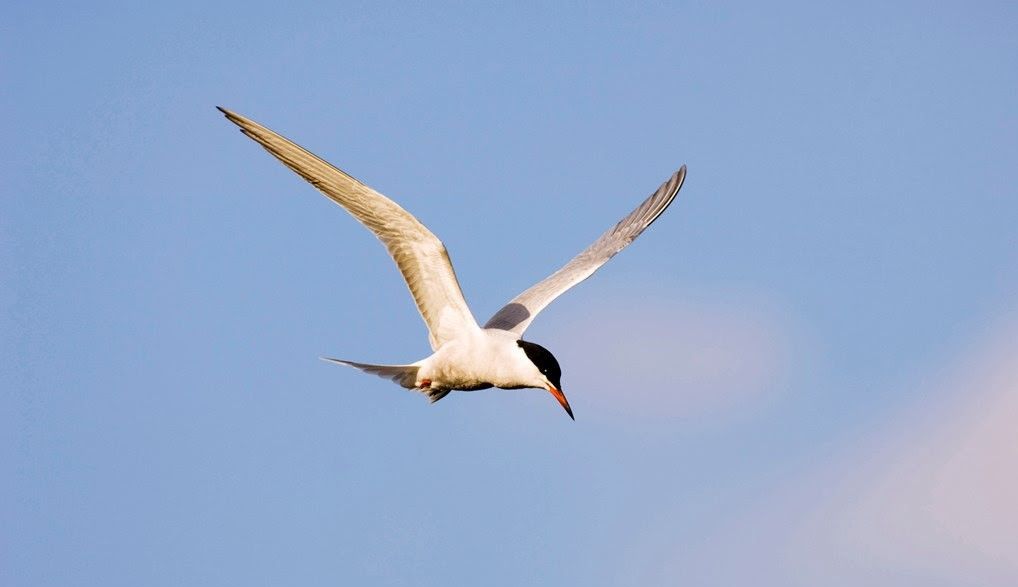 Nature initiative launched to increase bird population in Lancashire
