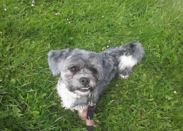 Could your pet win at RSPCA Bryn-Y-Maen Animal Centre dog show?