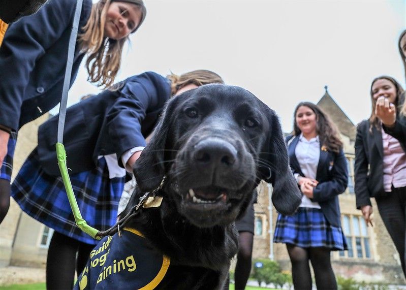 Meet Basil the special guide dog pup that school children had a hand in training