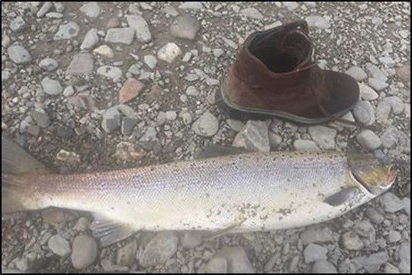 Ammanford man convicted of fishing offences following Natural Resources Wales investigation