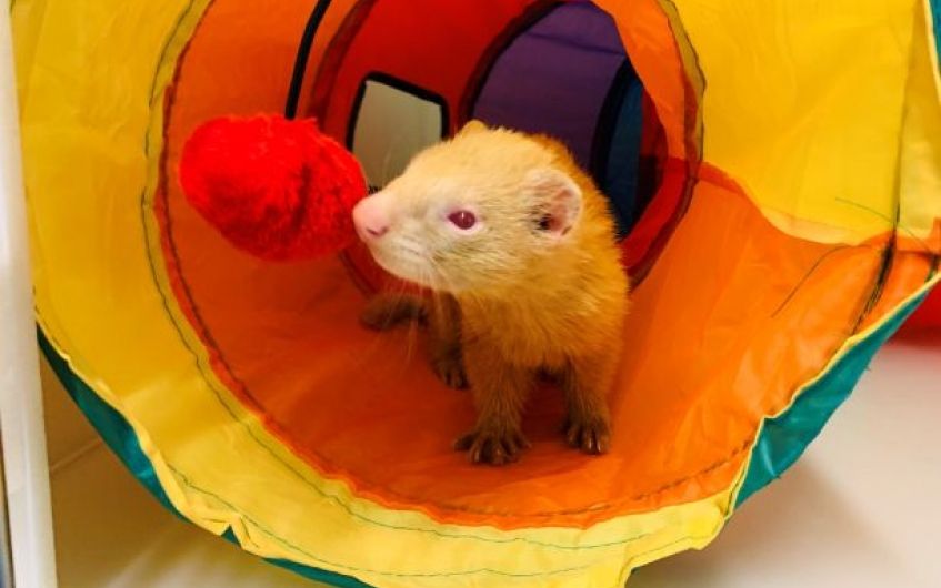 Ayrshire ferret who loves ball pit and hammock needs new home
