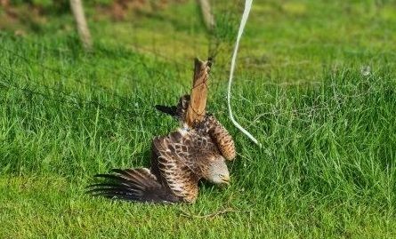 Raptor rescue described as 'lucky escape' by RSPCA