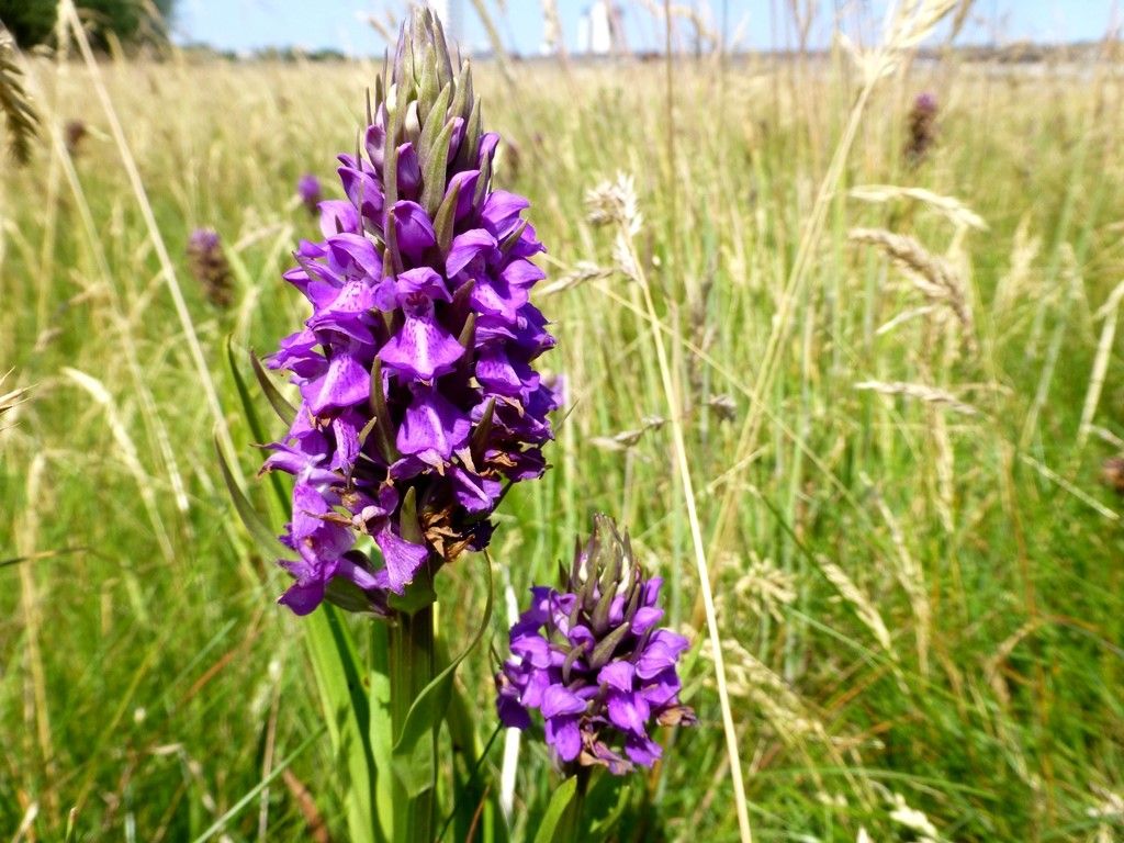 The Sefton Coast with John Dempsey: The wild Orchids make an entrance