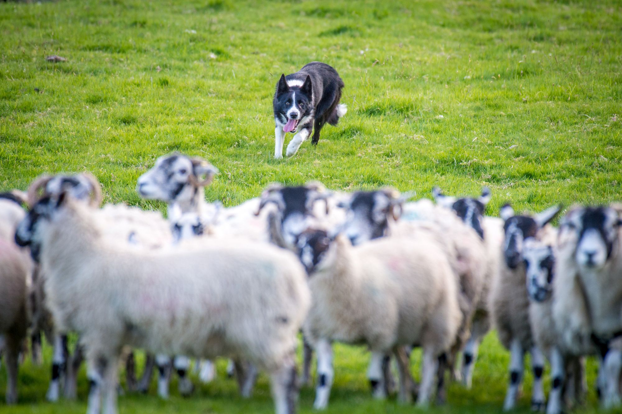 Welsh National Sheepdog Trials come to Llysfasi