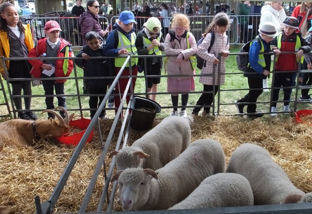 Folkestone pupils spend the day with lambs, goats, and cows