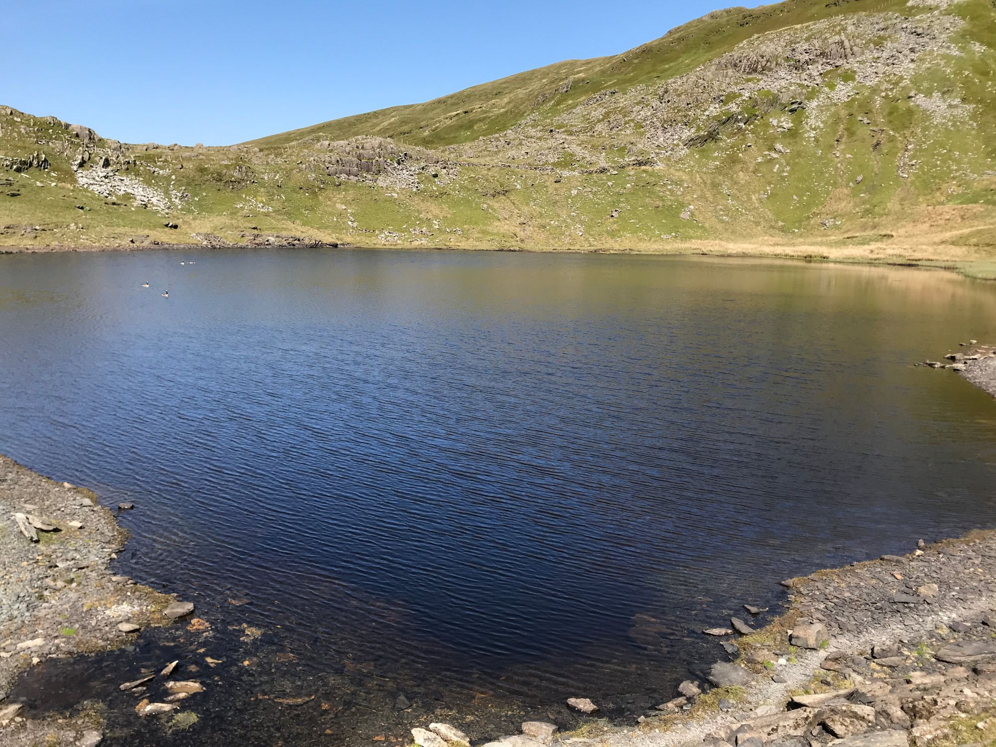 Arwyddion fod yr Haf yn nesau