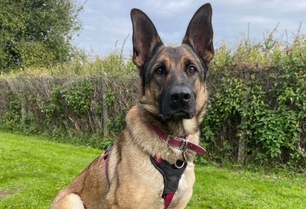 Tennis ball-loving dog seeks forever home after spending nearly all her life in kennels