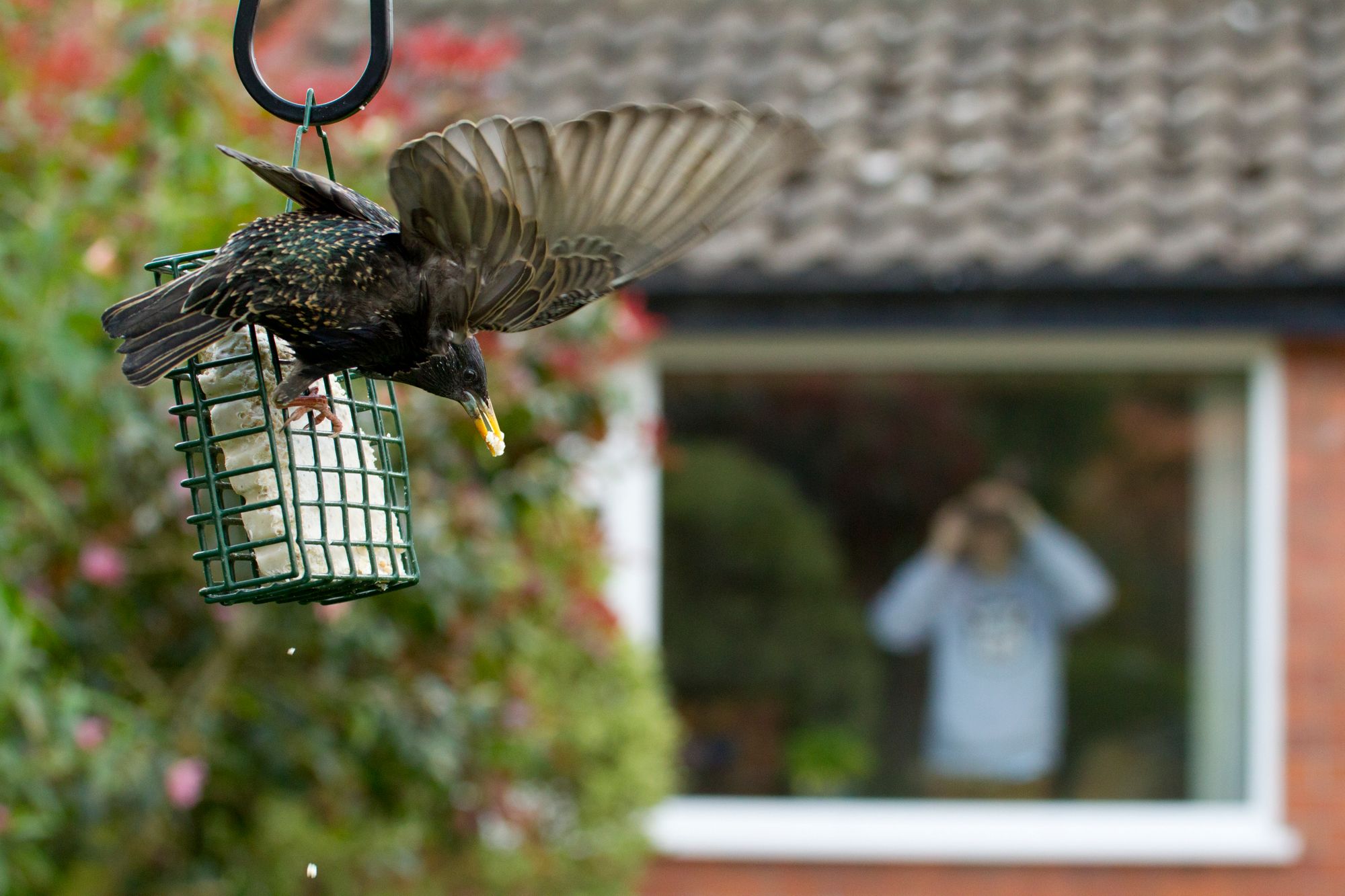 Thousands of wildlife sightings made in Staffordshire as part of worldwide competition