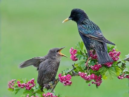 Wildlife: A festival of noise in my garden