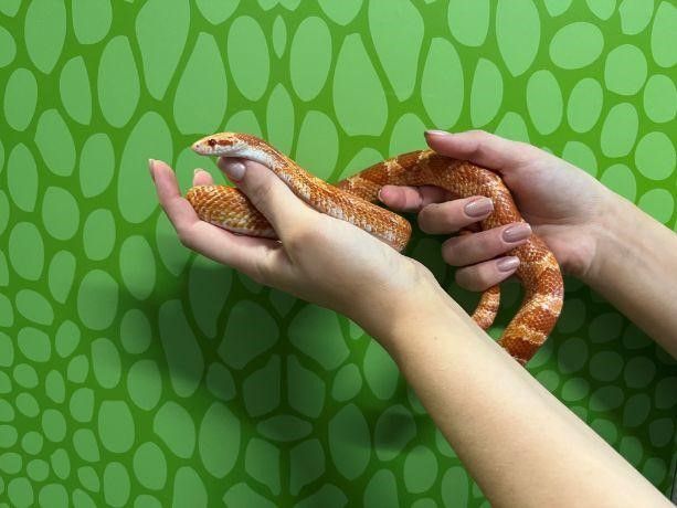 Young and active corn snake seeks new home in Ayrshire