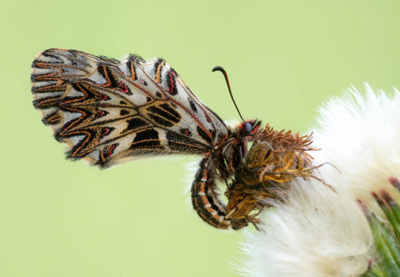 Top 10 spring photos: From baby lambs to puffins, competition showcases 'our beautiful world'