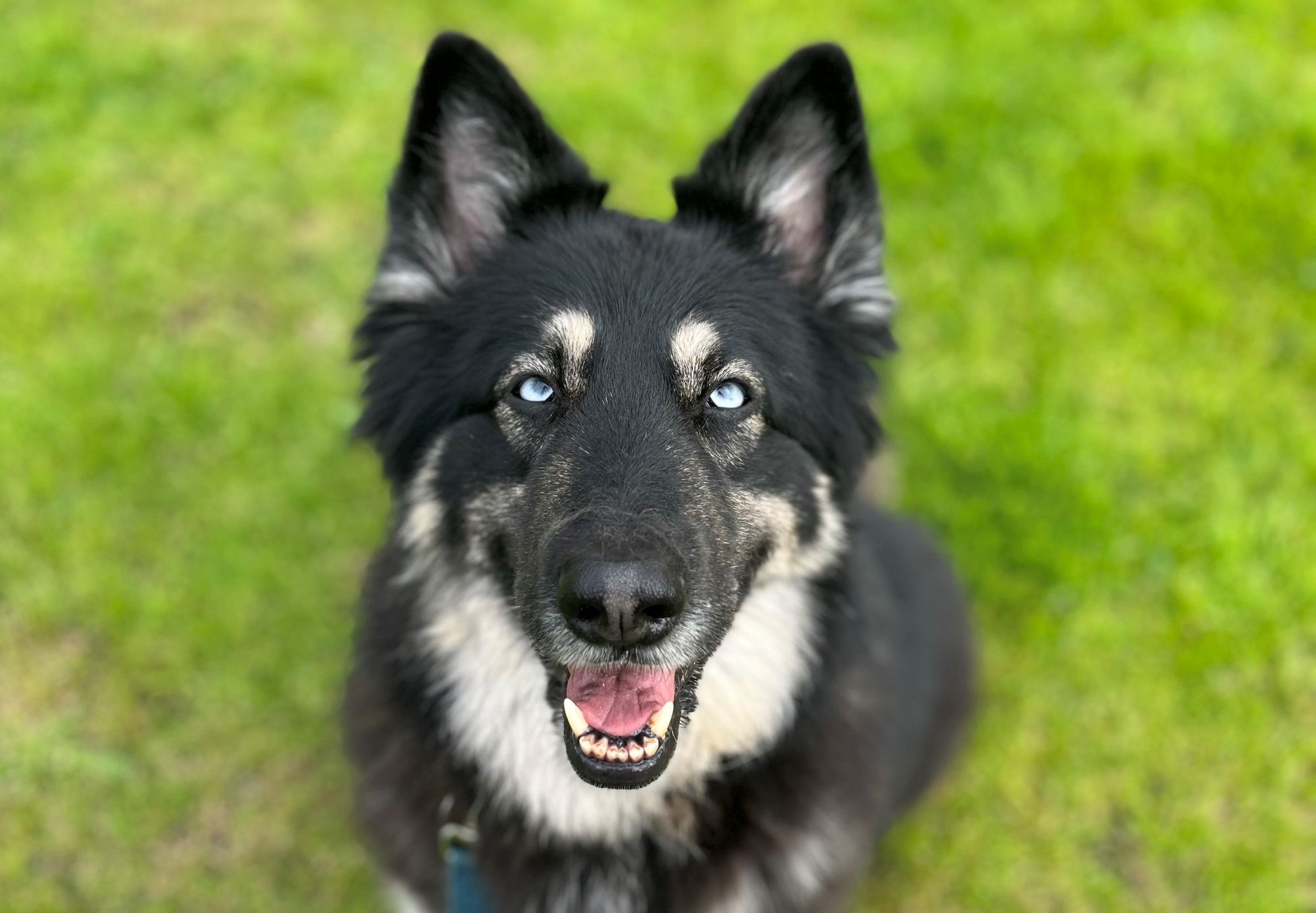 RSPCA Southport: Can you offer this special girl a home?