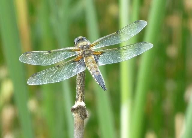 Sefton Coast: "Can’t wait to hear those rattling wings again…"