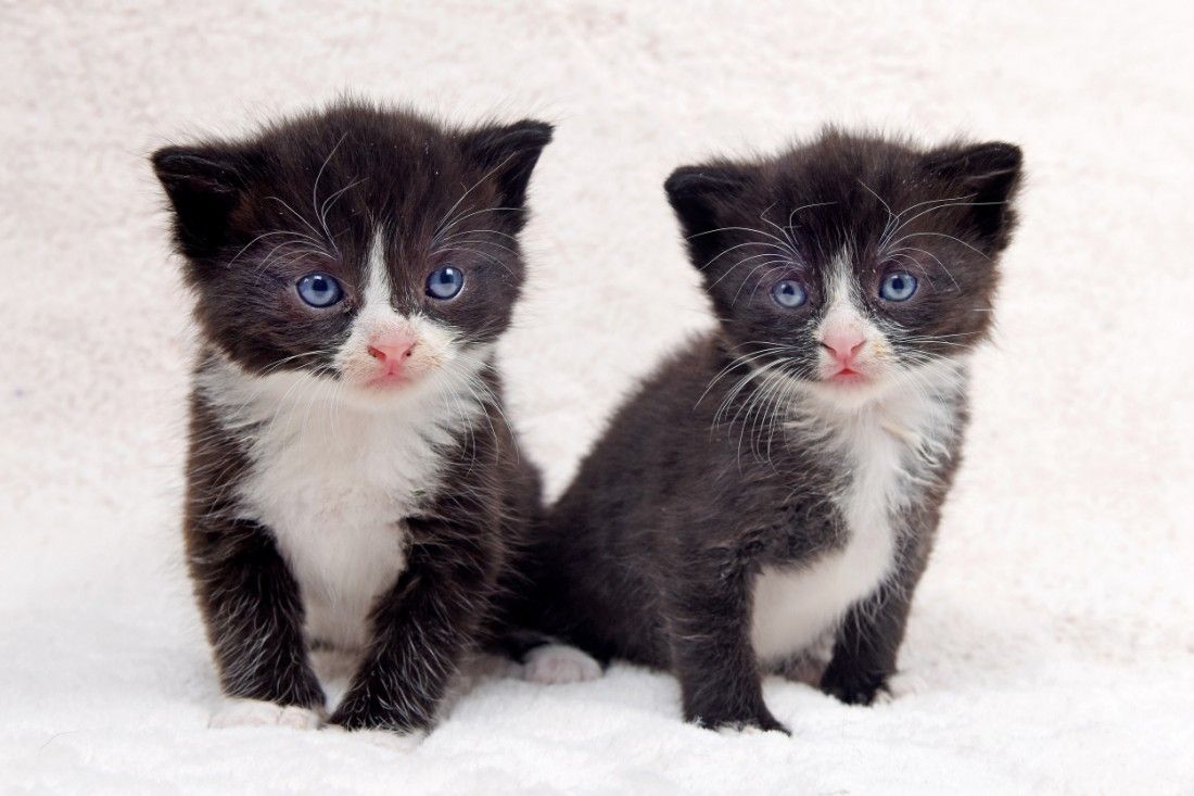 Preloved items needed for Wiltshire shop to help fund animal care
