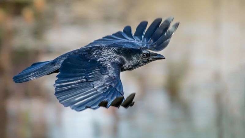 Wildlife: Surprise encounter with my feathered friend
