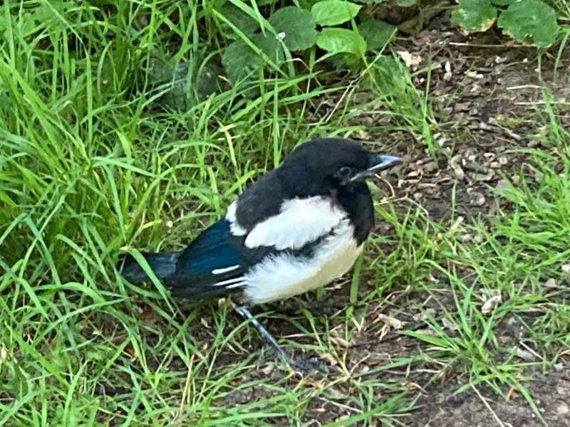 Wildlife: Time to Go Wild in June