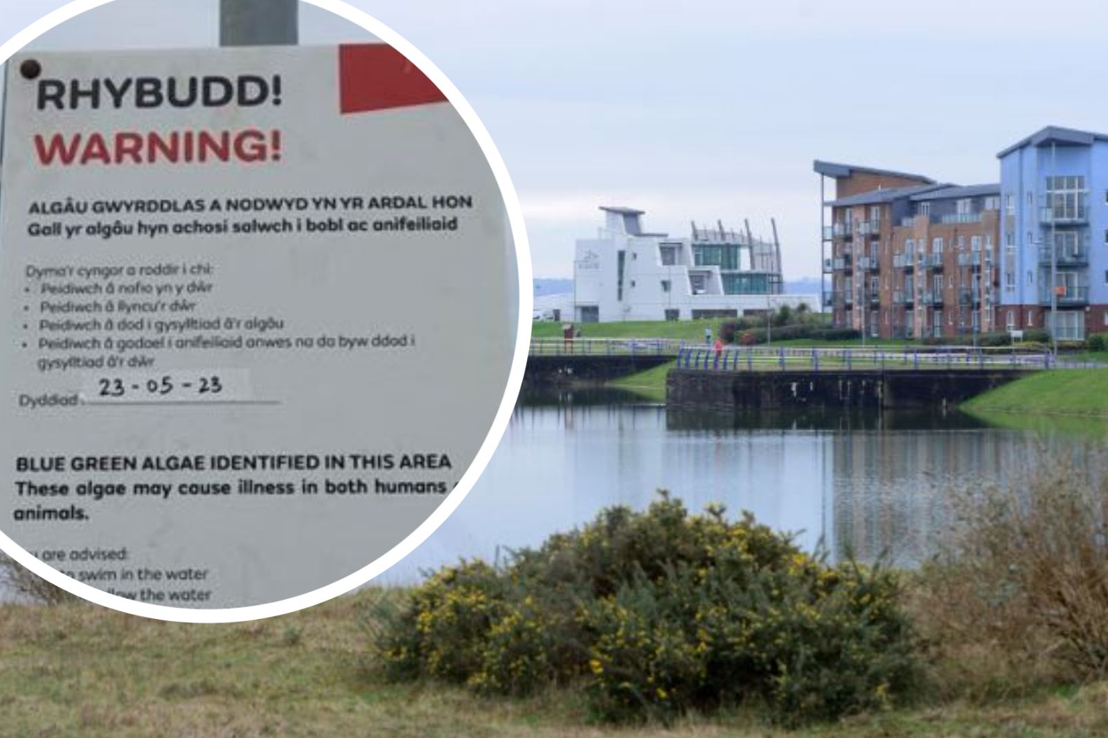 Warnings issued again as ‘illness-causing’ algae found at Llanelli’s North Dock