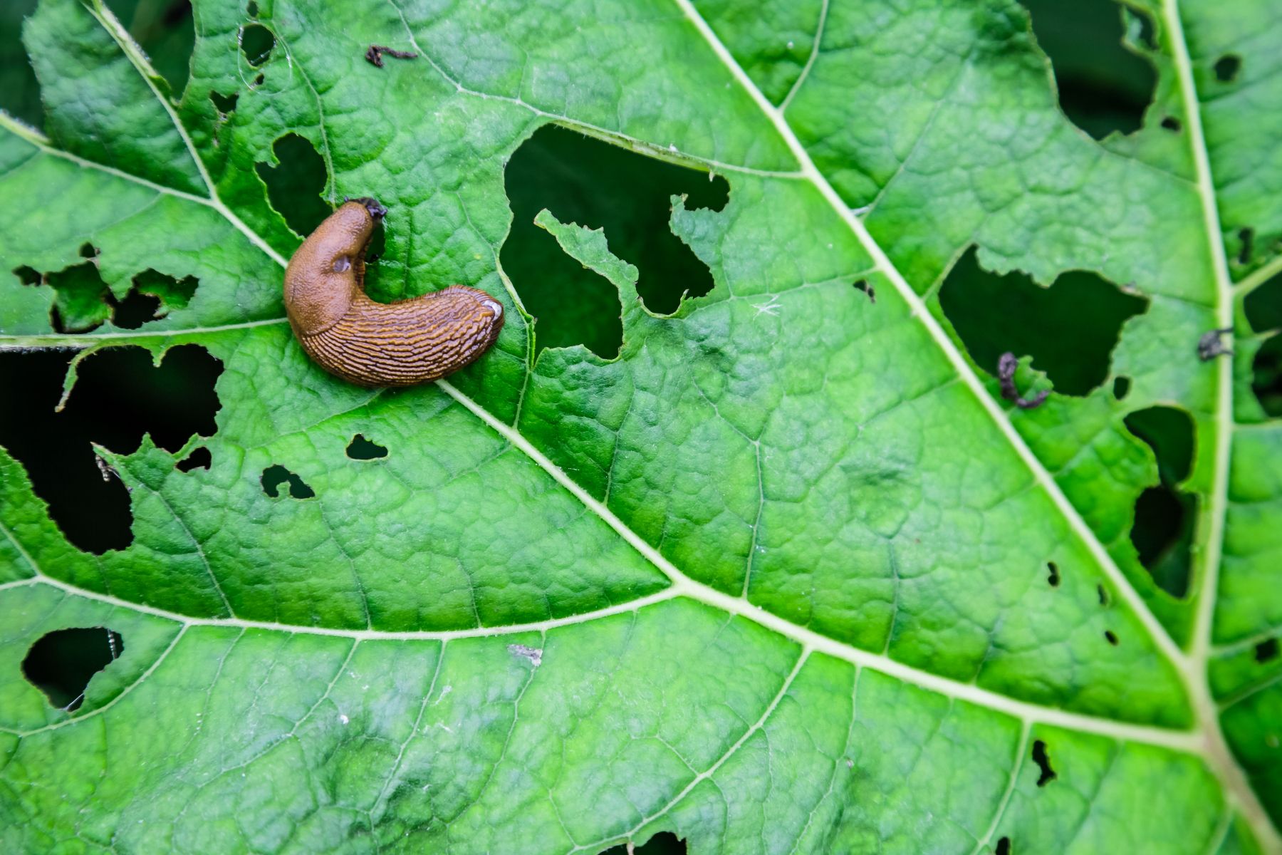 InYourGarden: Prevent slugs and snails from attacking your plants with this 'natural' 20p method