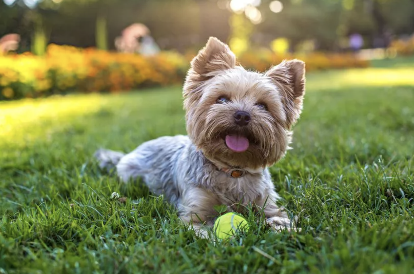 Five ways to stop dog pee wrecking your grass while keeping your pet safe