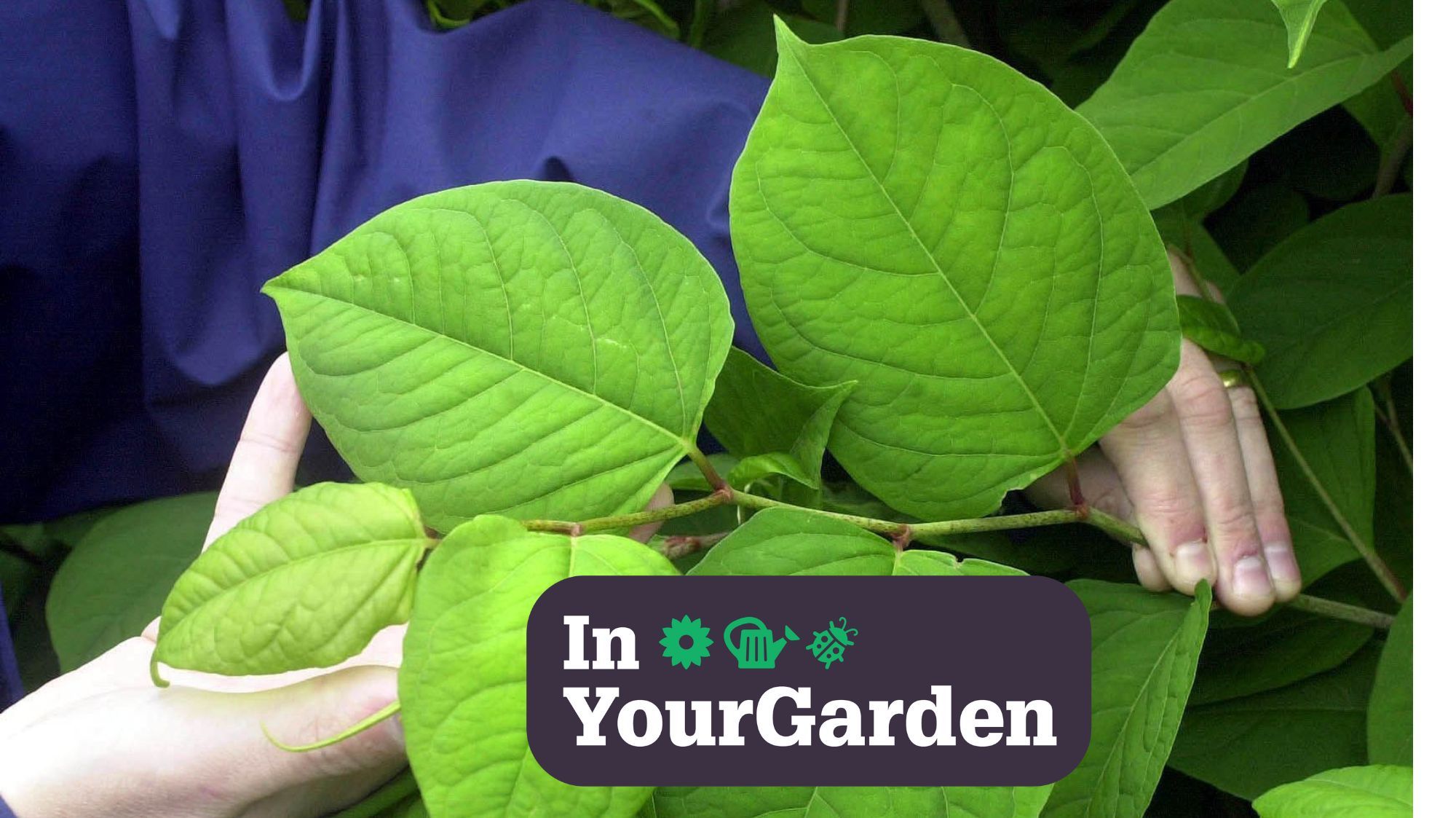 How to get rid of invasive plants including ivy and knotweed National