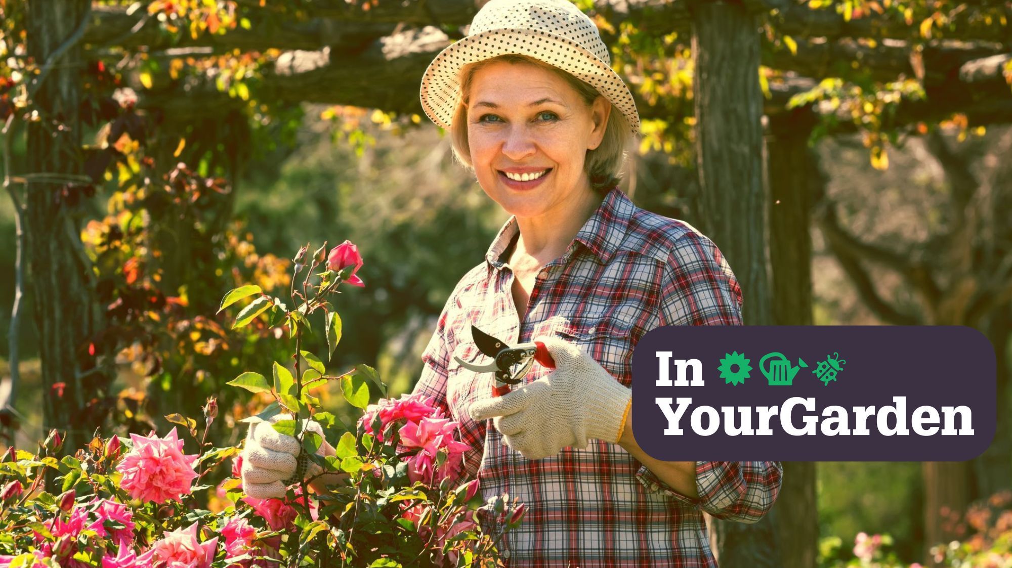 How to help your roses bloom every year pruning to fertiliser National