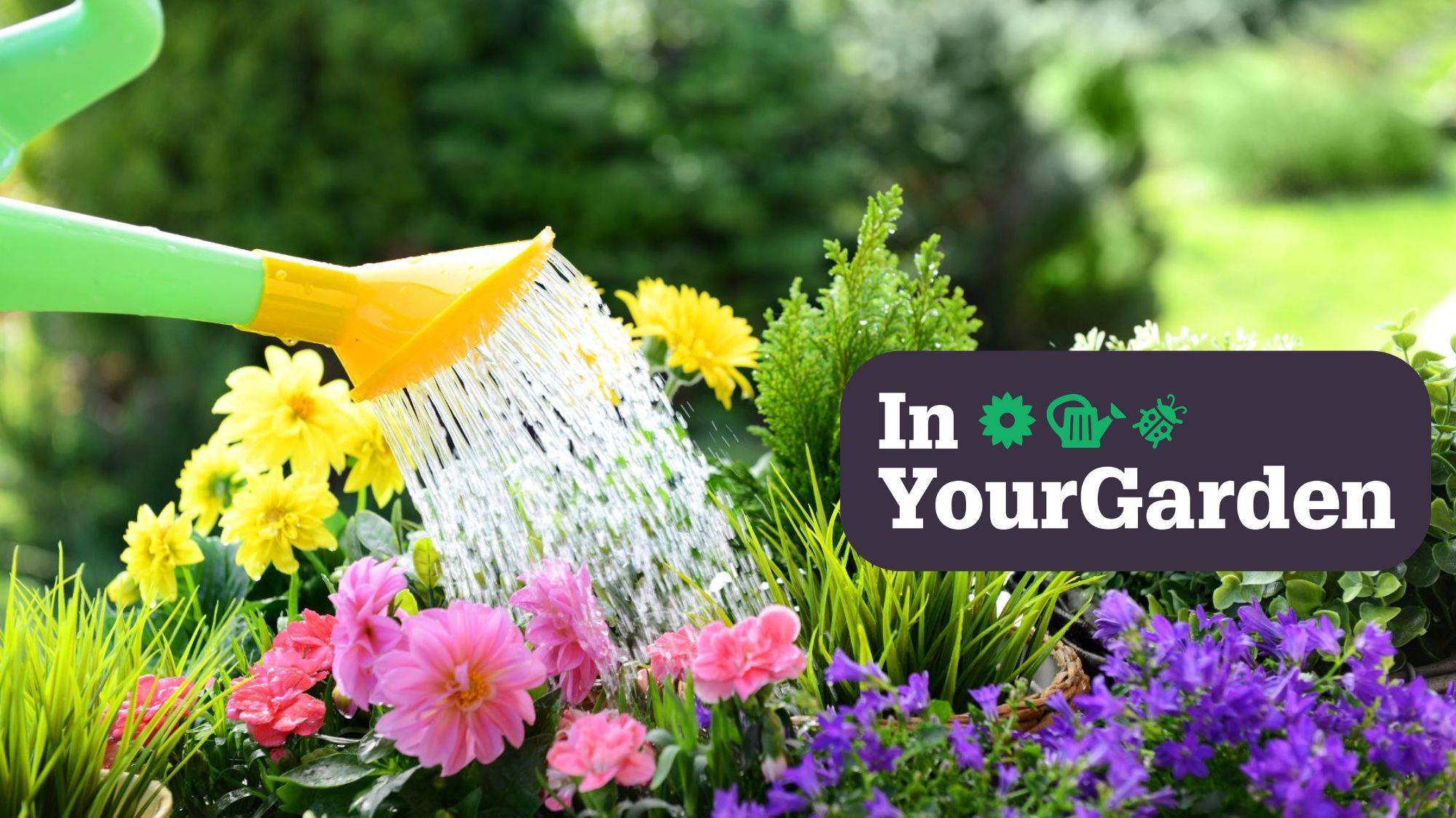 How to limit damage when watering plants - avoid pouring from above