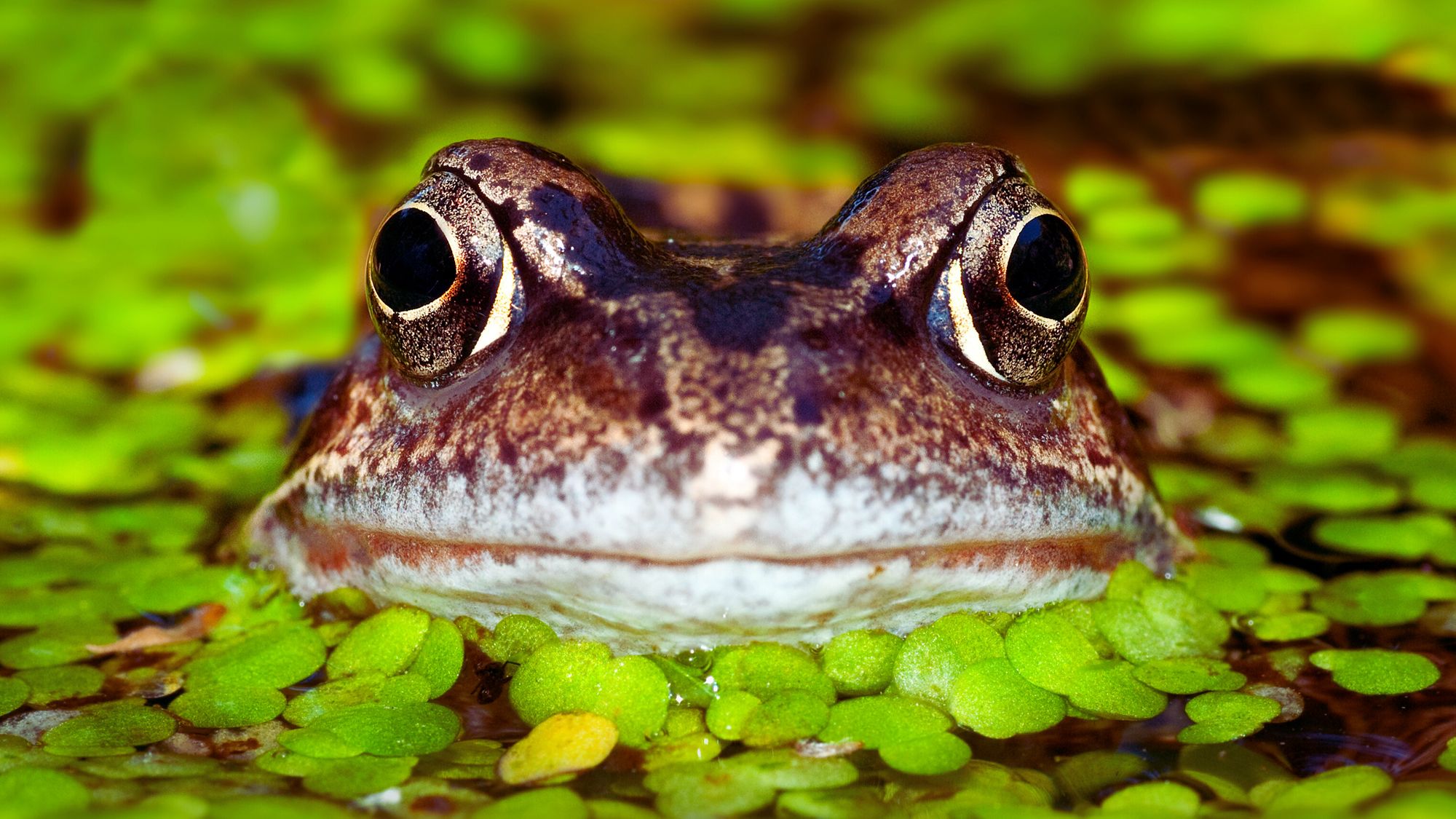 OFFER NOW CLOSED: How to claim one of 13,000 FREE family passes to RSPB or National Trust
