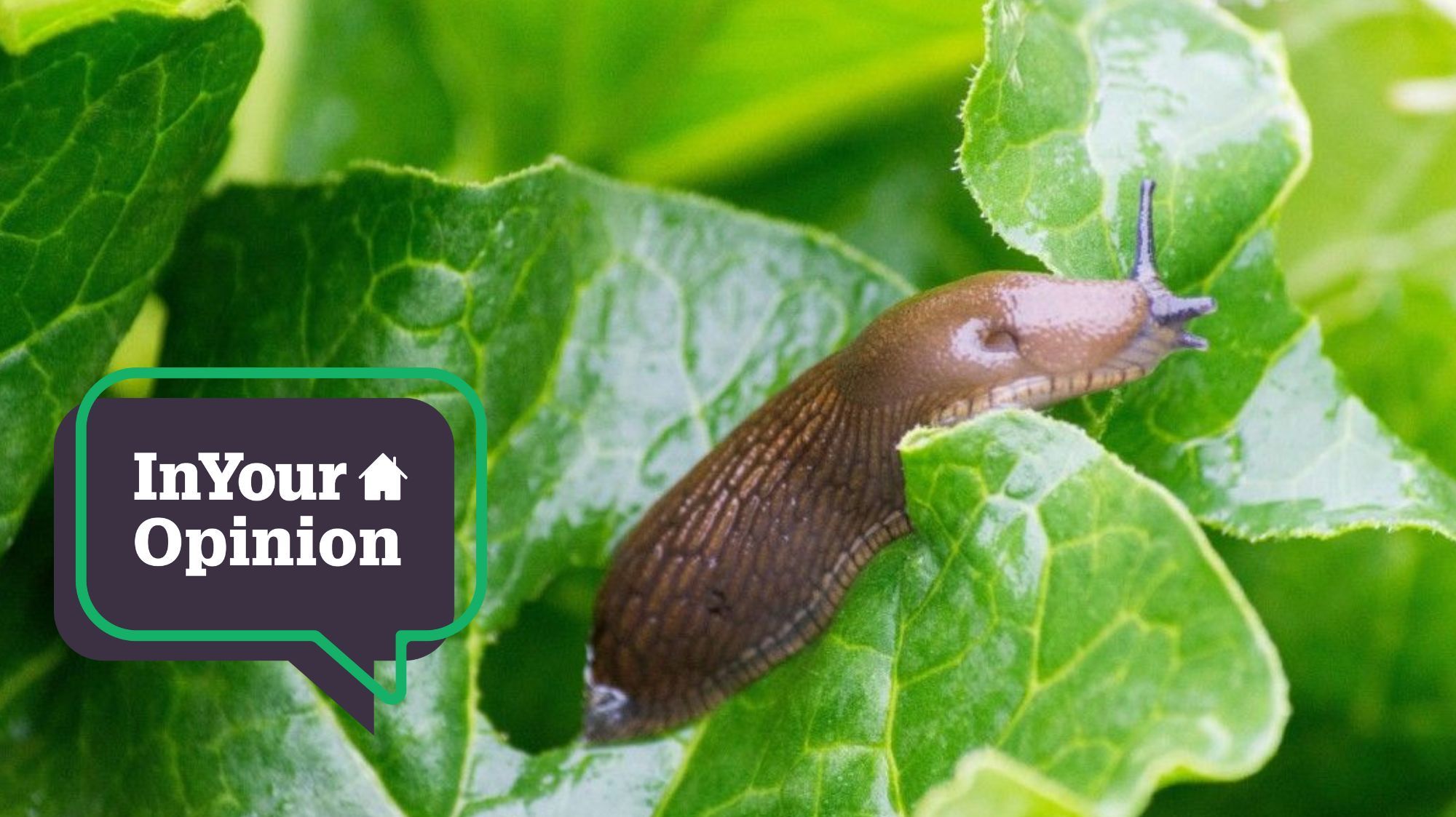InYourOpinion: Readers share their views on dealing with garden pests