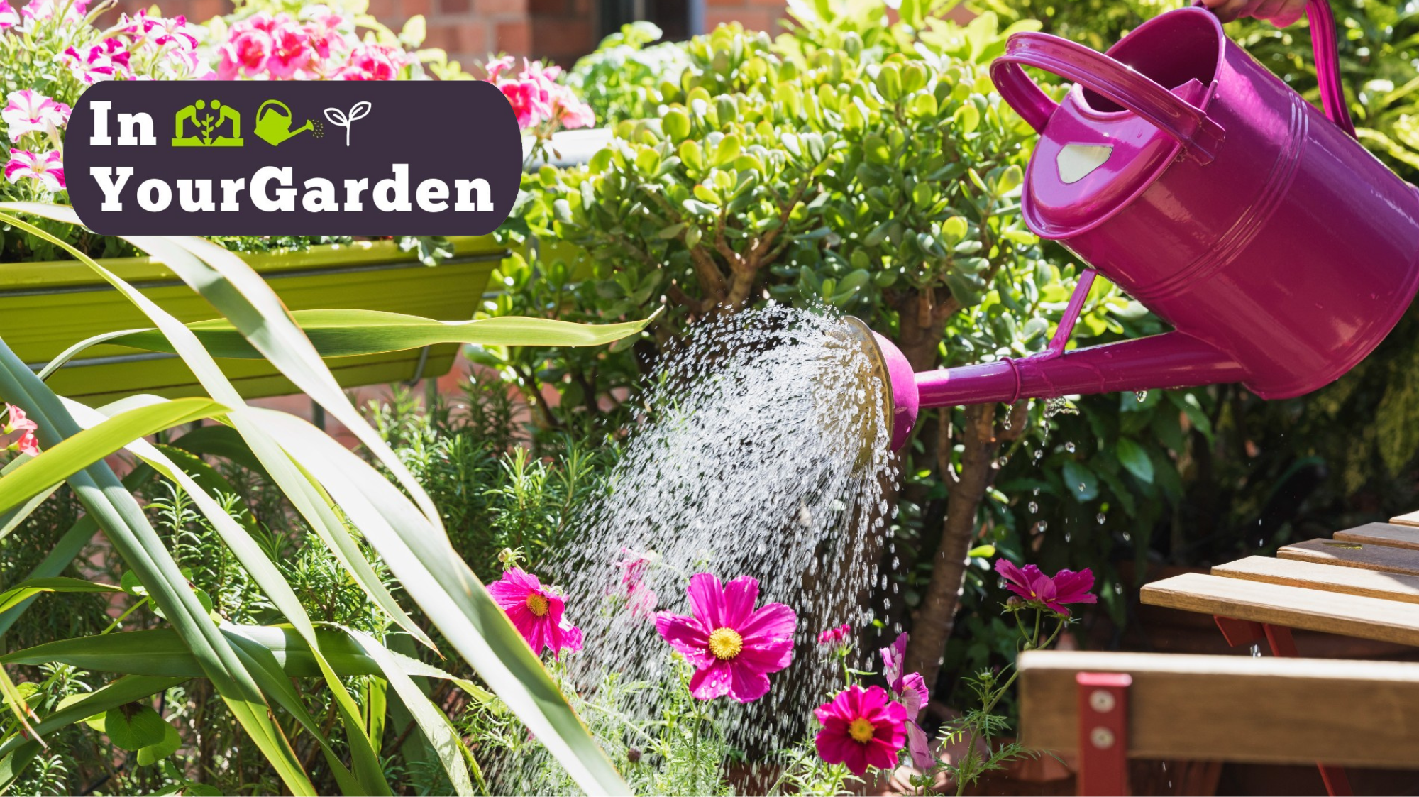 InYourGarden: Which plants need watering most in summer?