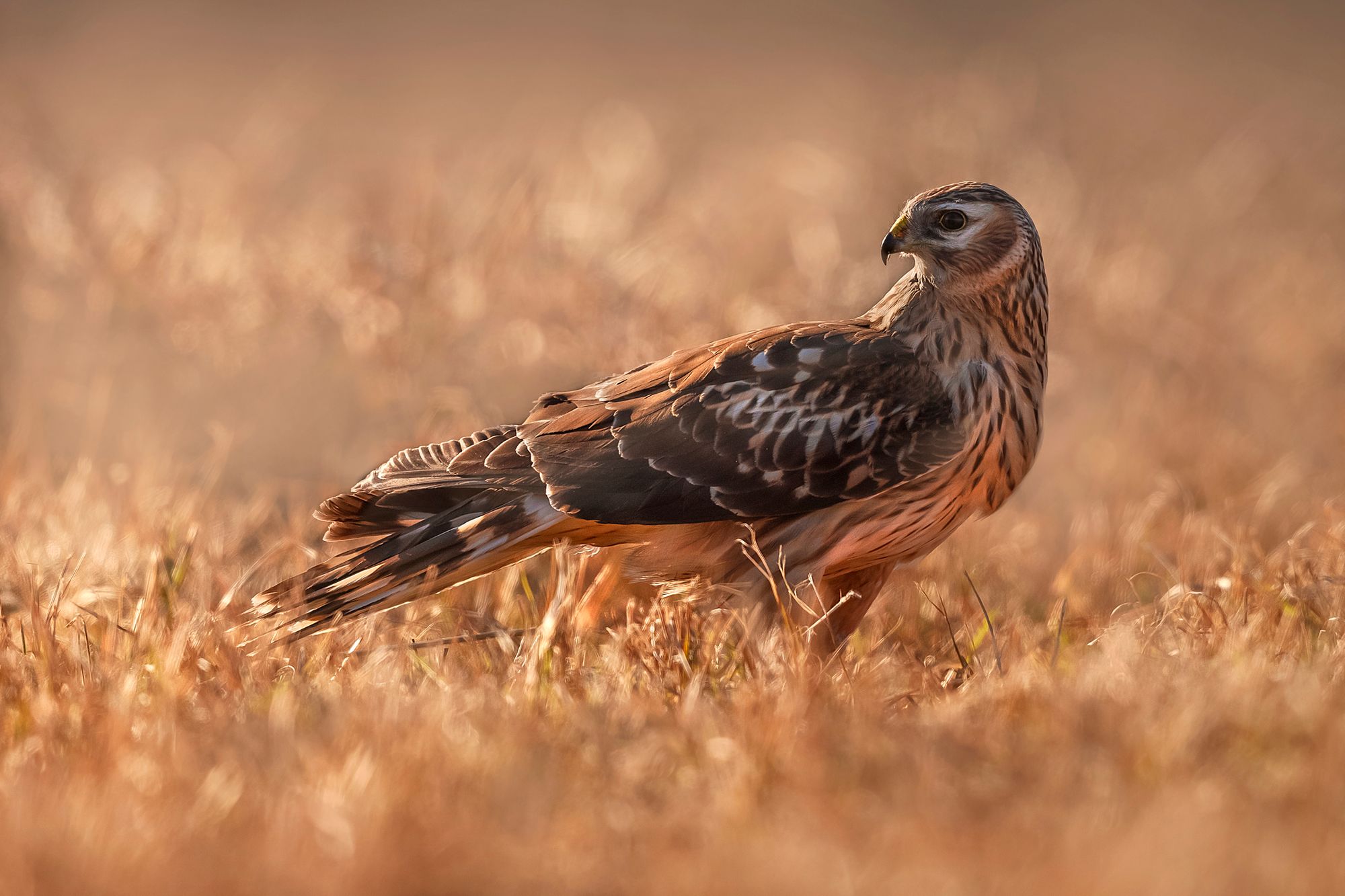 More Hen Harriers disappear in suspicious circumstances