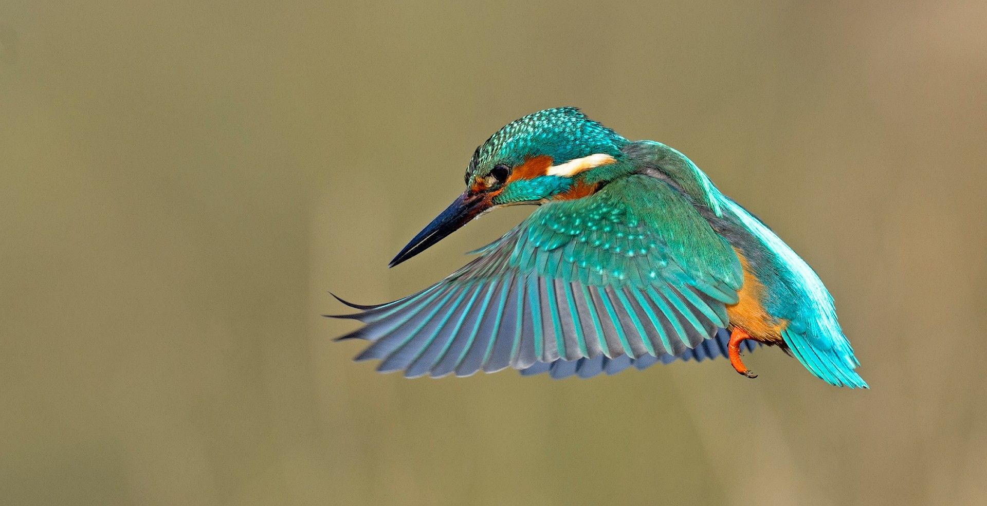 10,000 FREE family day passes already claimed in our RSPB and the National Trust giveaway