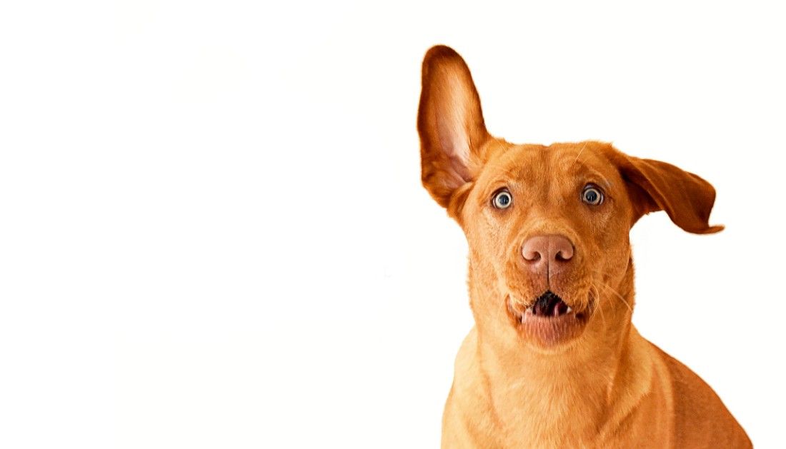 Vet warns dog owners about viral trend that can harm the pet's skin