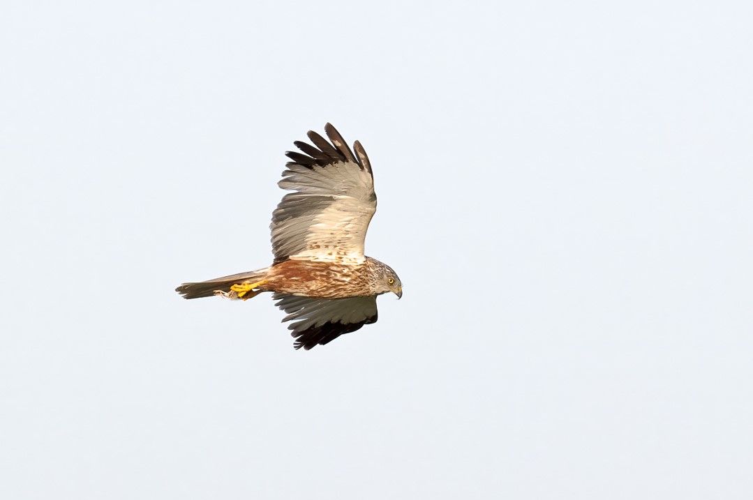 Sky-dancing marsh harriers begin breeding season at Wicken Fen Nature Reserve