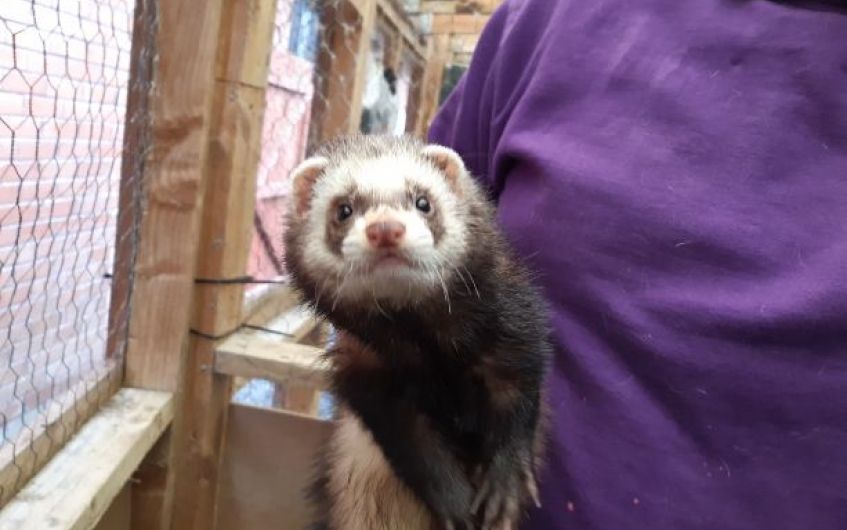 Friendly ferret who loves a cuddle looking for new Ayrshire home