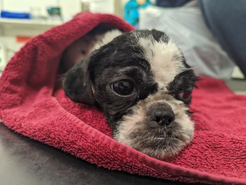 RSPCA appeal after bedraggled Shih Tzu with matted fur found on driveway