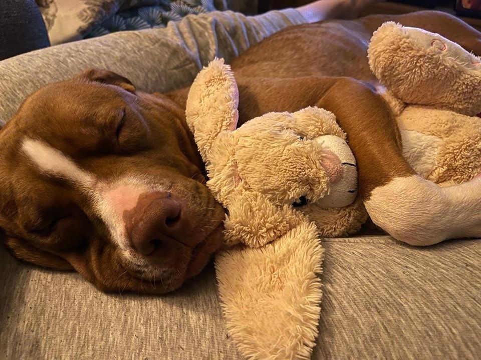 Mabel is looking for her forever home after she was found tied to a fence in Liverpool