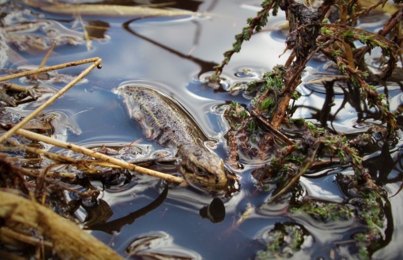 There are teeny tiny dinosaurs sunbathing in Salford