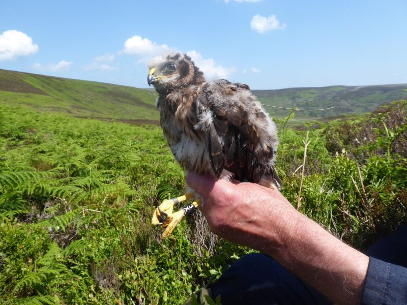 Wildlife: Mysterious disappearance of two rare birds a cause for concern