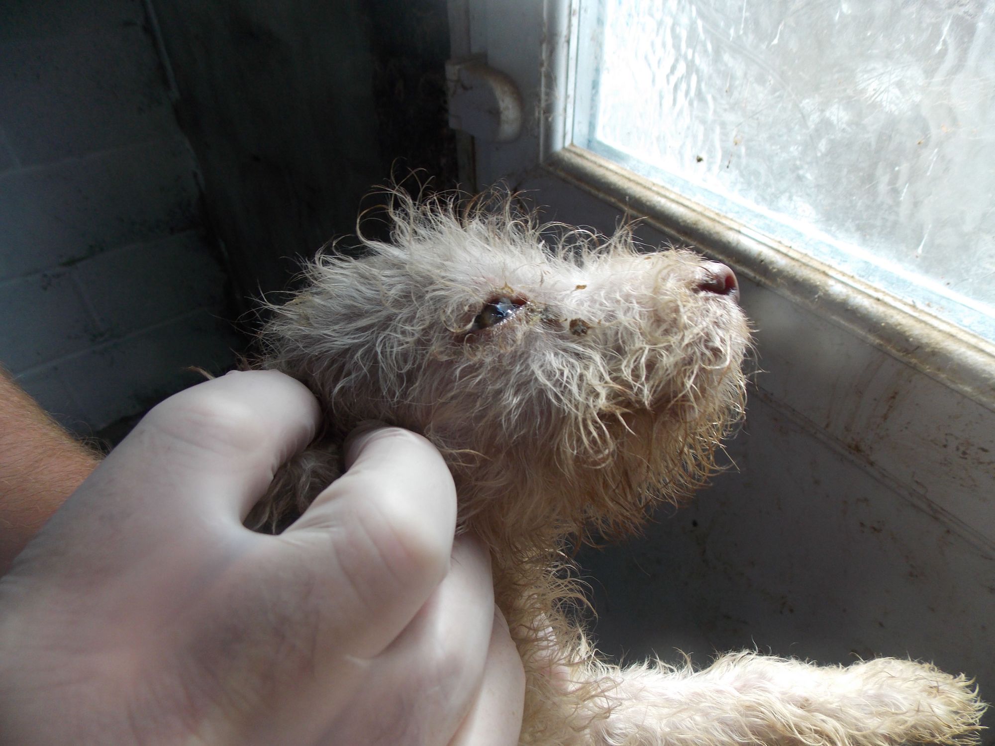 Neath Port Talbot man sentenced after neglecting dogs and causing suffering