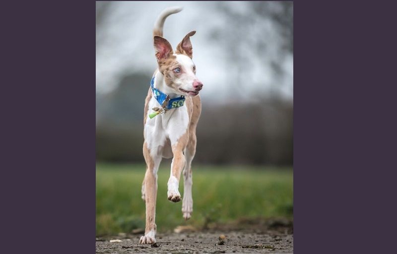 Blind Hinckley rescue dog Scout helps improve people's mental health and wellbeing