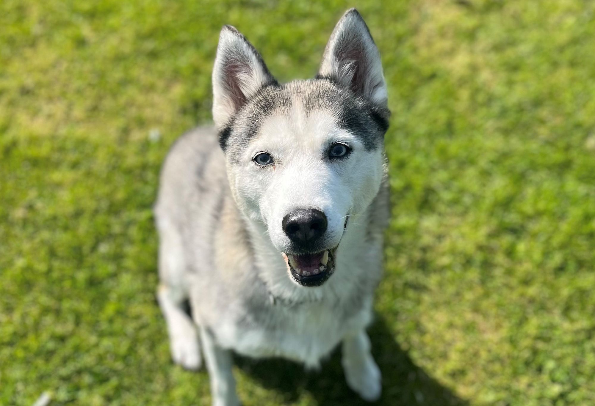 RSPCA: Could you win at our Dog Show?