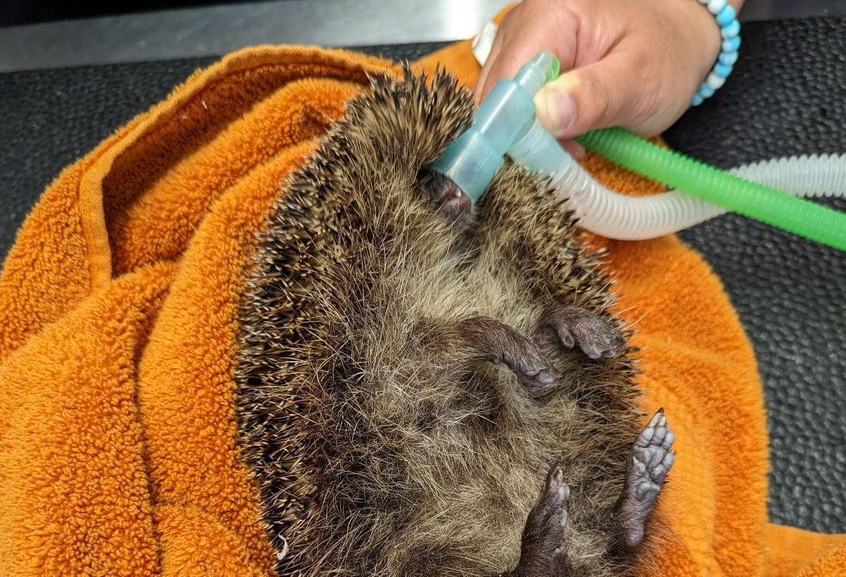 Two hedgehogs rescued by RSPCA after falling down drains in County Durham